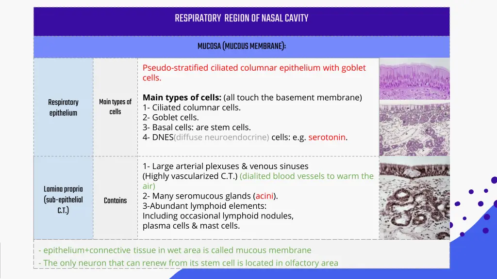 respiratory region of nasal cavity