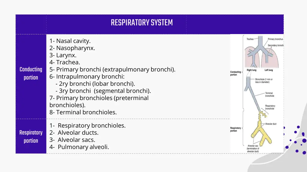 respiratory system