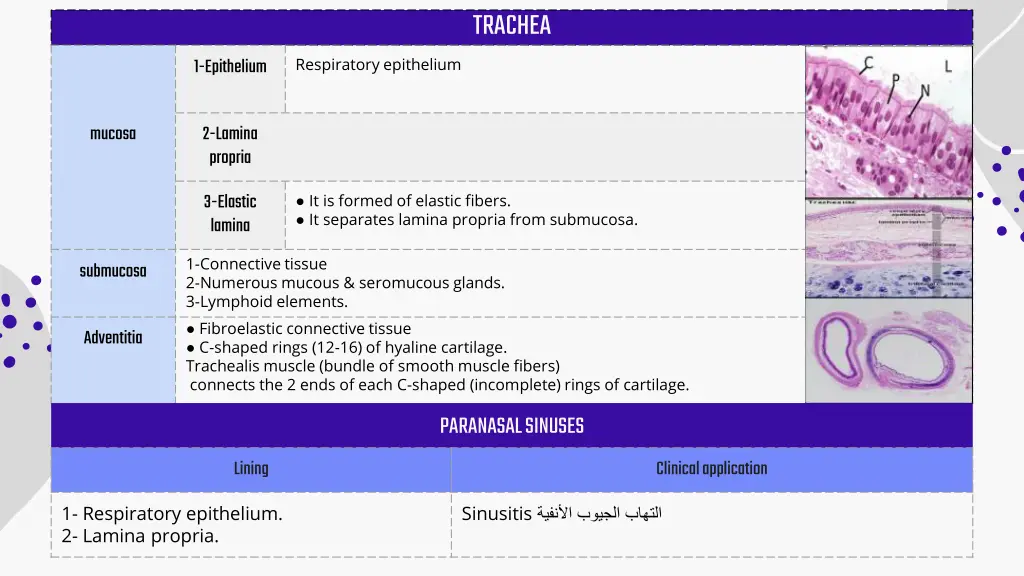 trachea