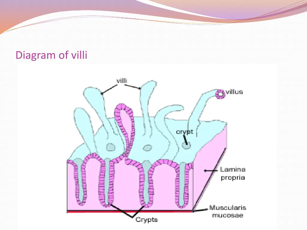 diagram of villi