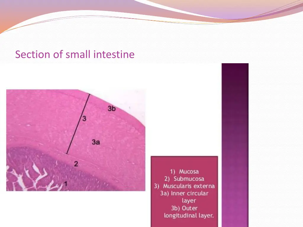 section of small intestine 1