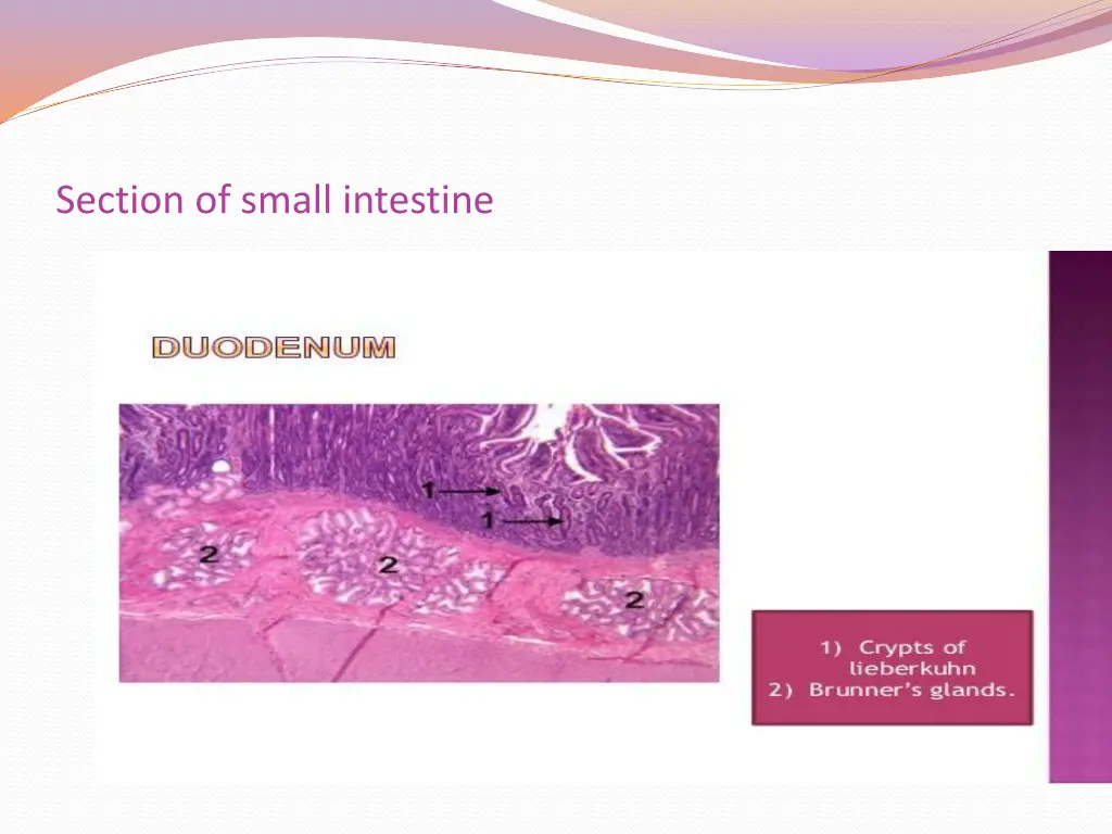 section of small intestine