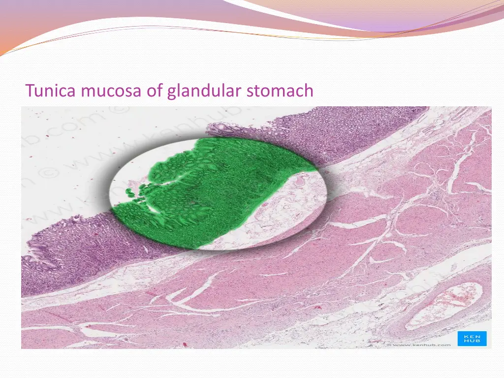 tunica mucosa of glandular stomach