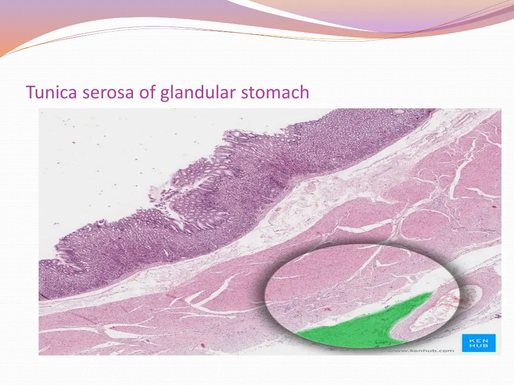 tunica serosa of glandular stomach