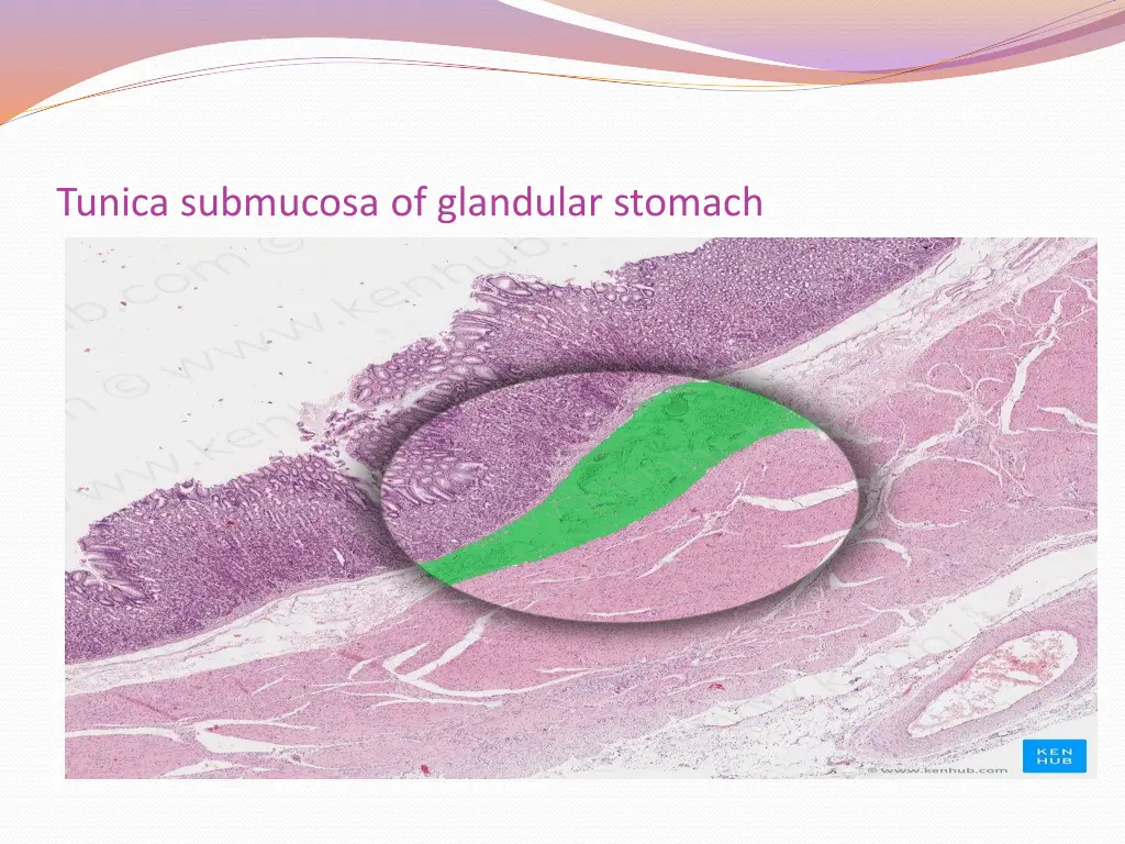 tunica submucosa of glandular stomach