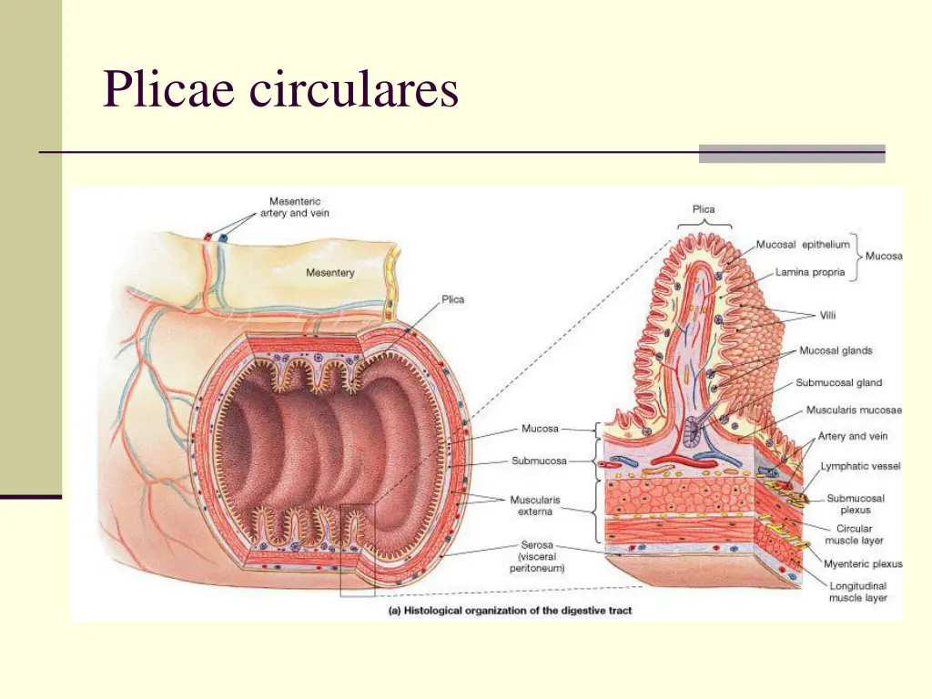 plicae circulares