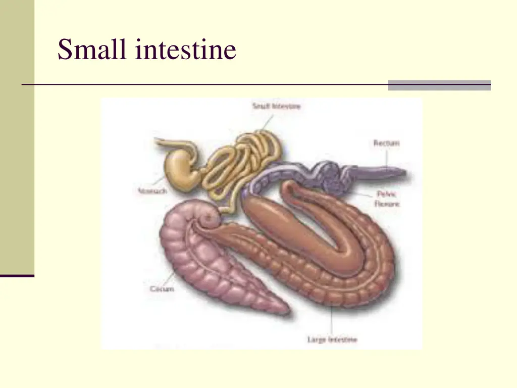 small intestine 1