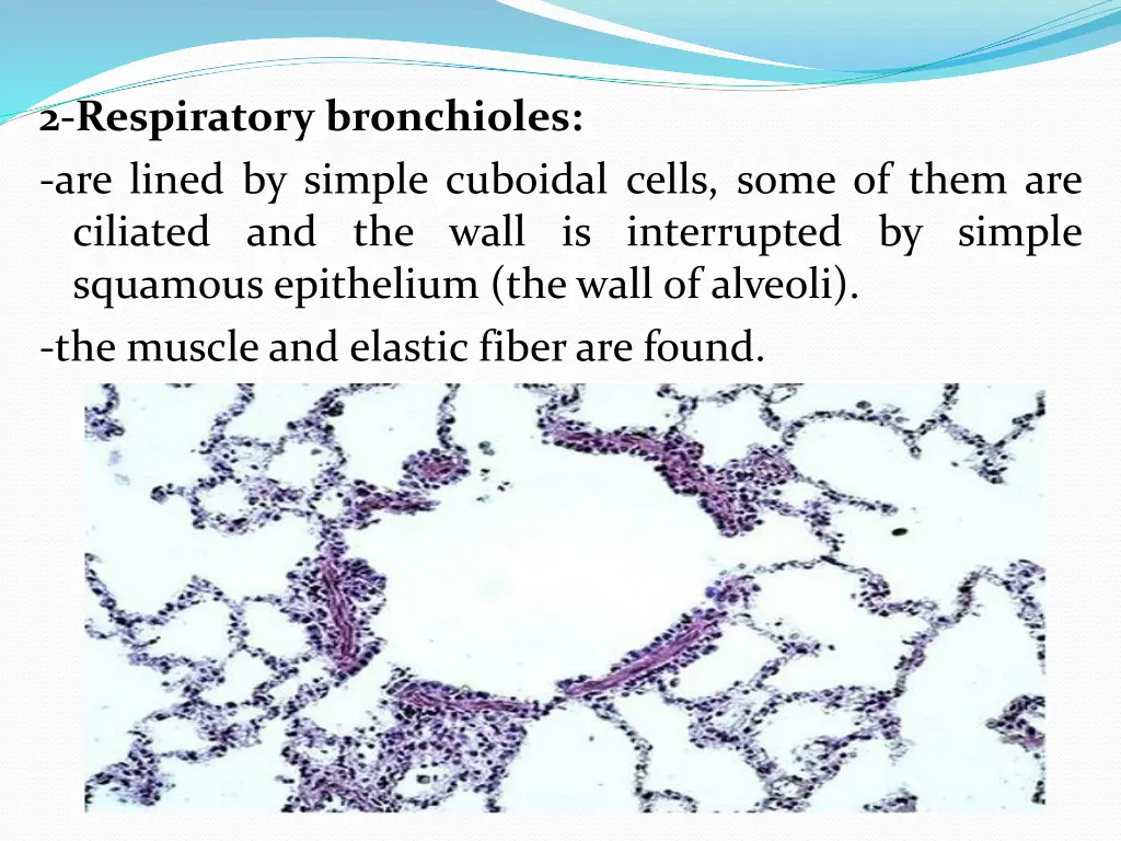 2 respiratory bronchioles are lined by simple