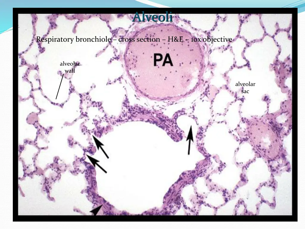 alveoli