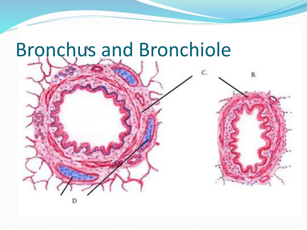 bronchus and bronchiole