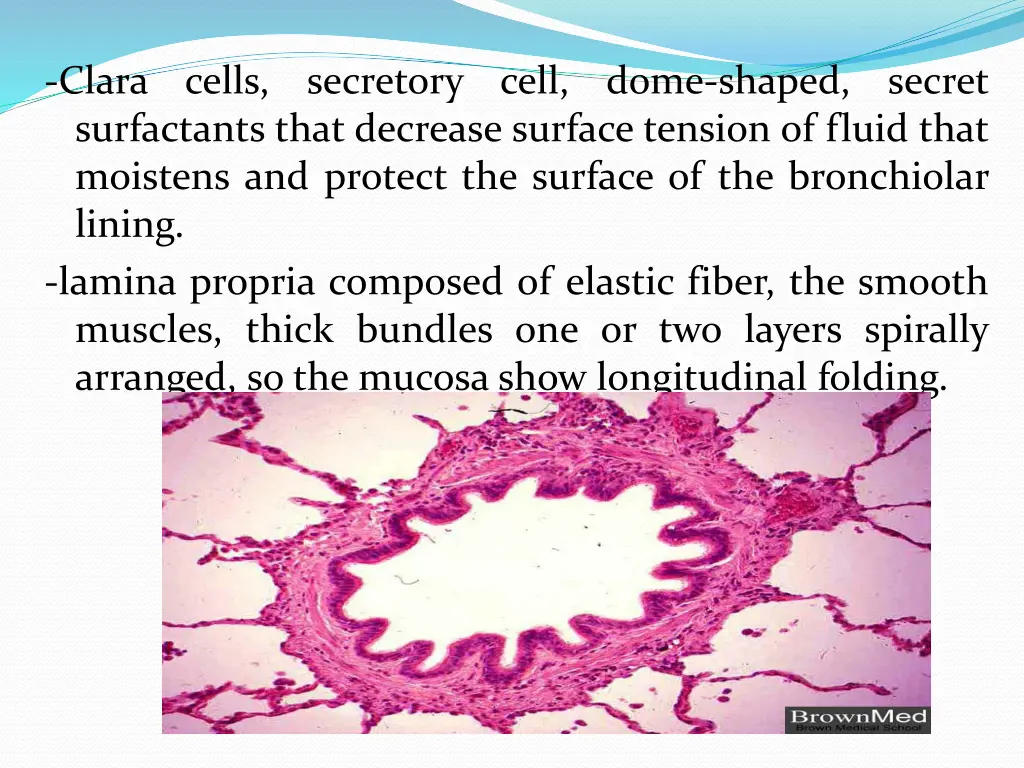 clara cells secretory cell dome shaped secret