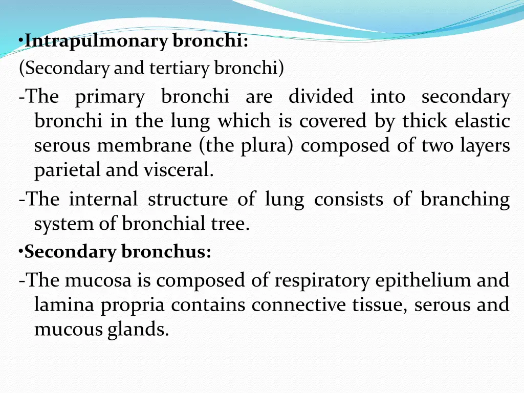 intrapulmonary bronchi secondary and tertiary