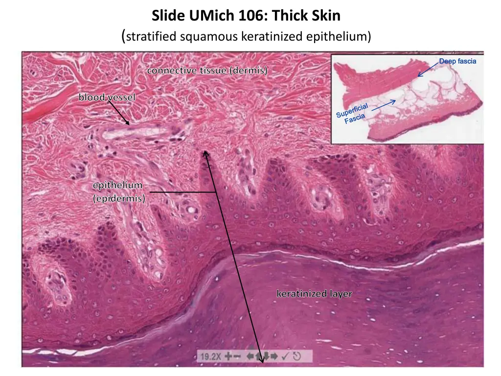 slide umich 106 thick skin stratified squamous