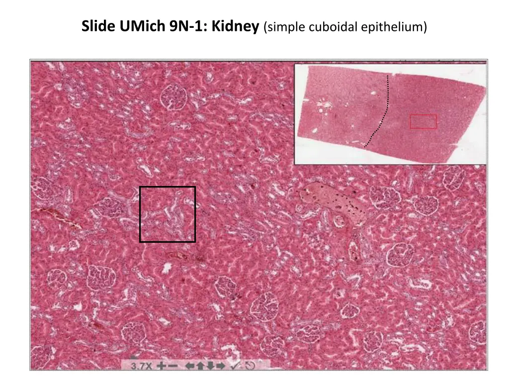 slide umich 9n 1 kidney simple cuboidal epithelium