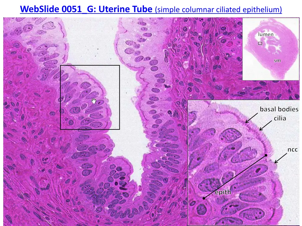 webslide 0051 g uterine tube simple columnar