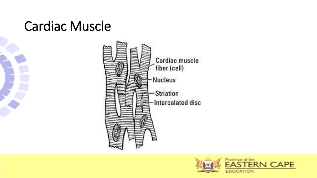 cardiac muscle cardiac muscle 1