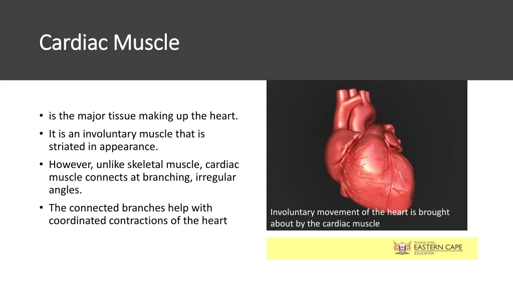 cardiac muscle cardiac muscle