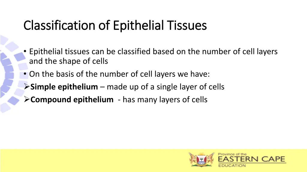 classification of epithelial tissues