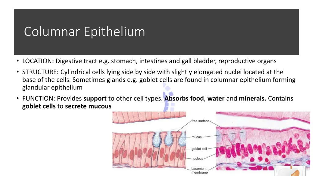 columnar epithelium