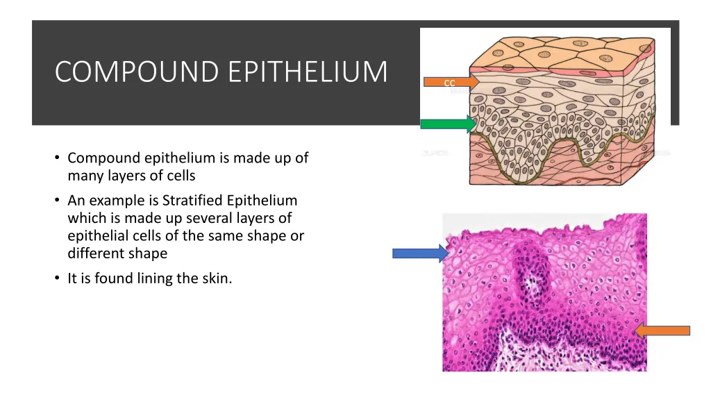 compound epithelium