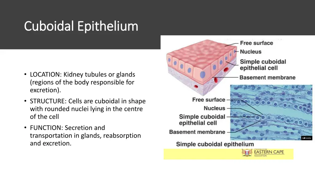 cuboidal epithelium cuboidal epithelium