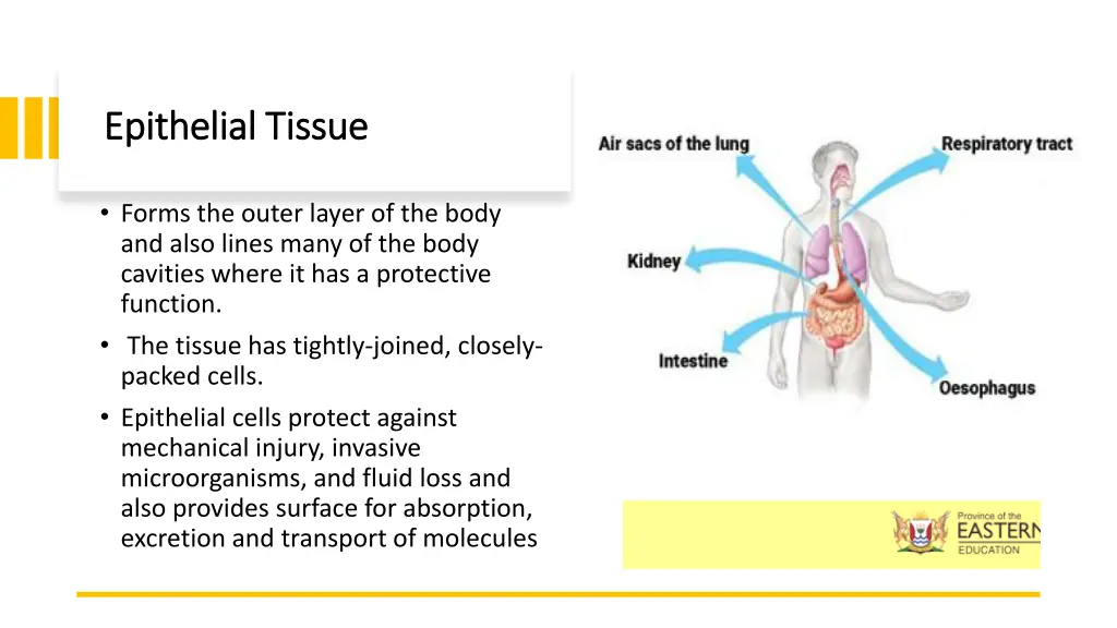 epithelial tissue epithelial tissue