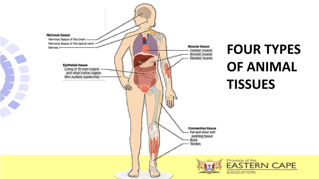 four types of animal tissues