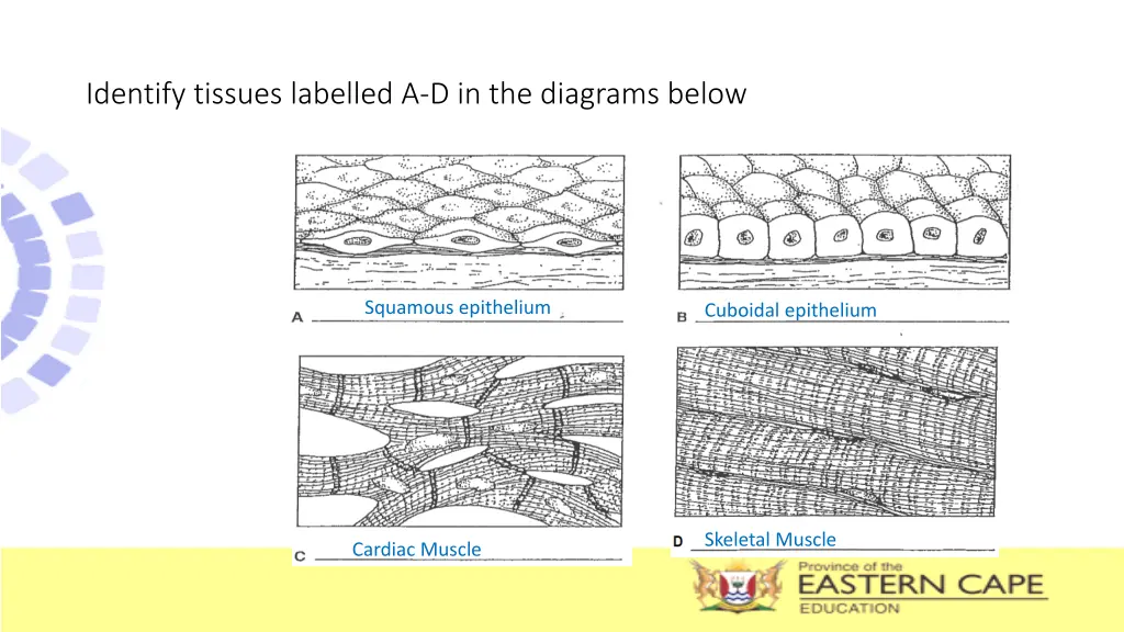 identify tissues labelled a d in the diagrams