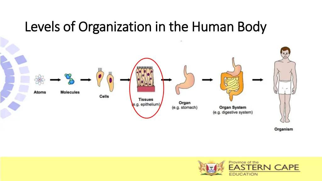 levels of organization in the human body levels