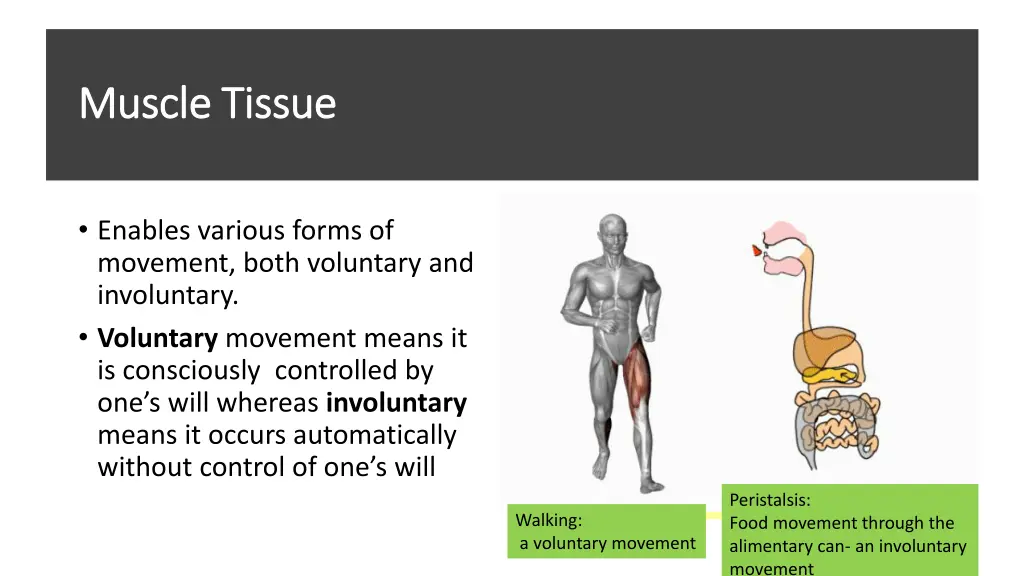 muscle tissue muscle tissue