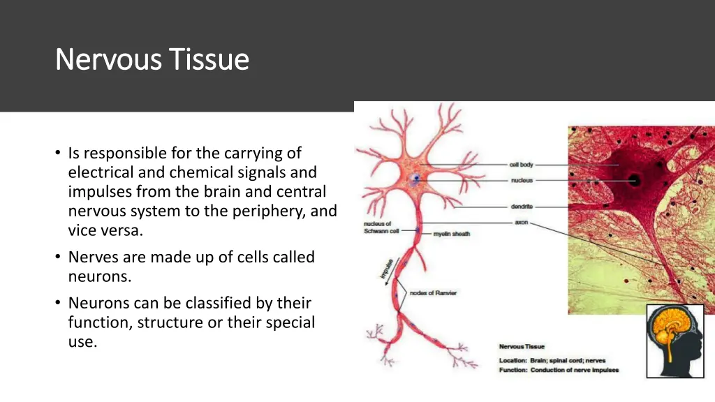 nervous tissue nervous tissue