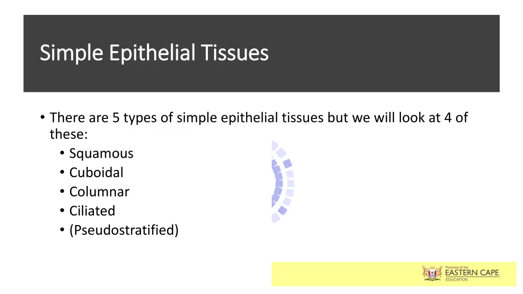 simple epithelial tissues simple epithelial