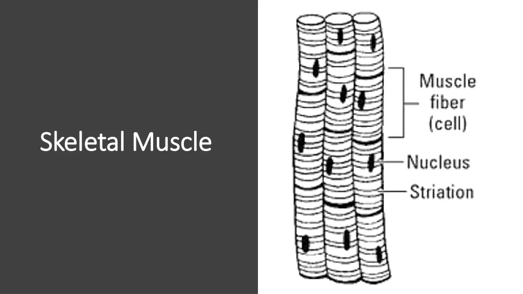 skeletal muscle skeletal muscle 1