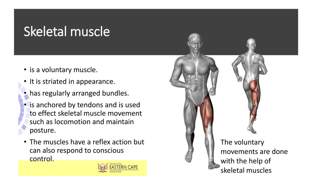 skeletal muscle skeletal muscle