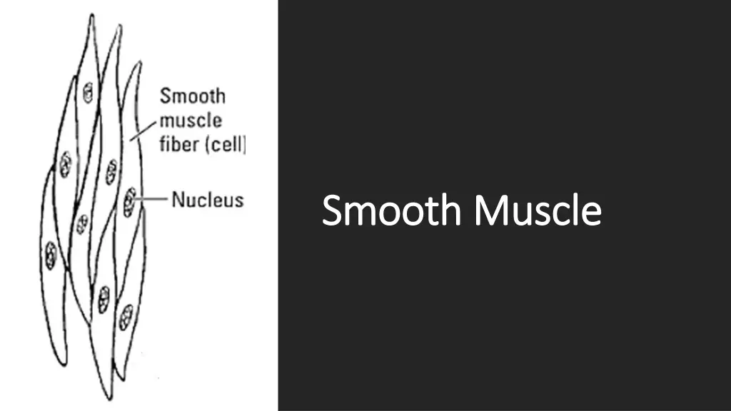 smooth muscle smooth muscle 1