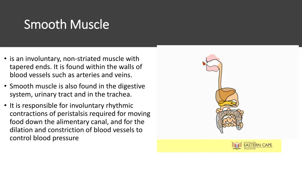 smooth muscle smooth muscle