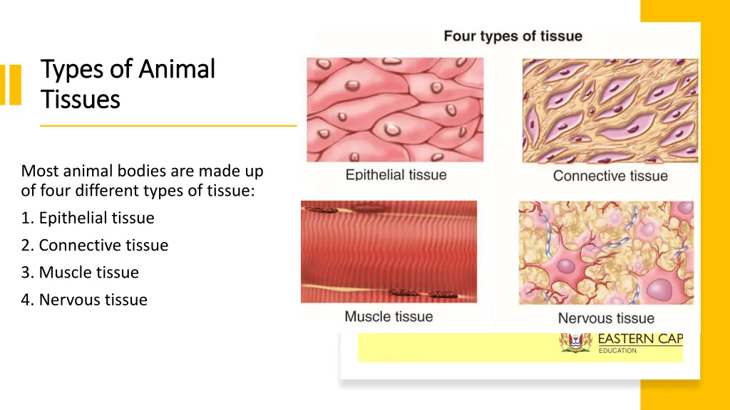 types of animal types of animal tissues tissues