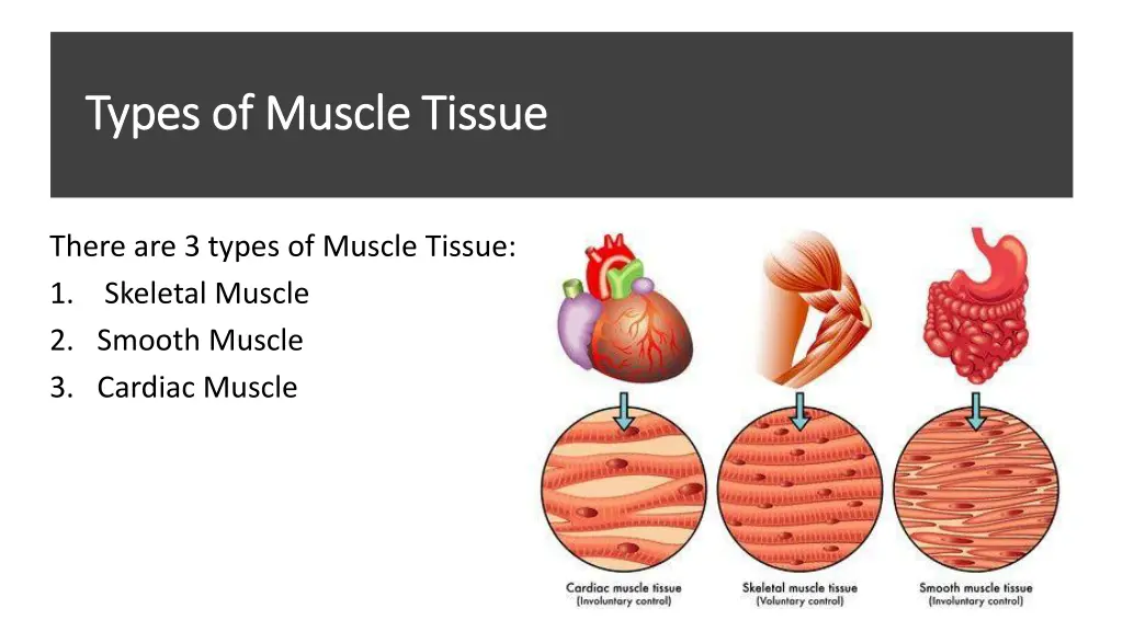 types of muscle tissue types of muscle tissue