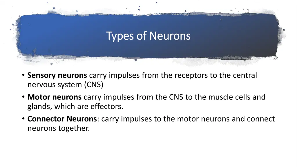 types of neurons types of neurons