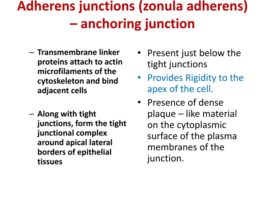 adherens junctions zonula adherens anchoring