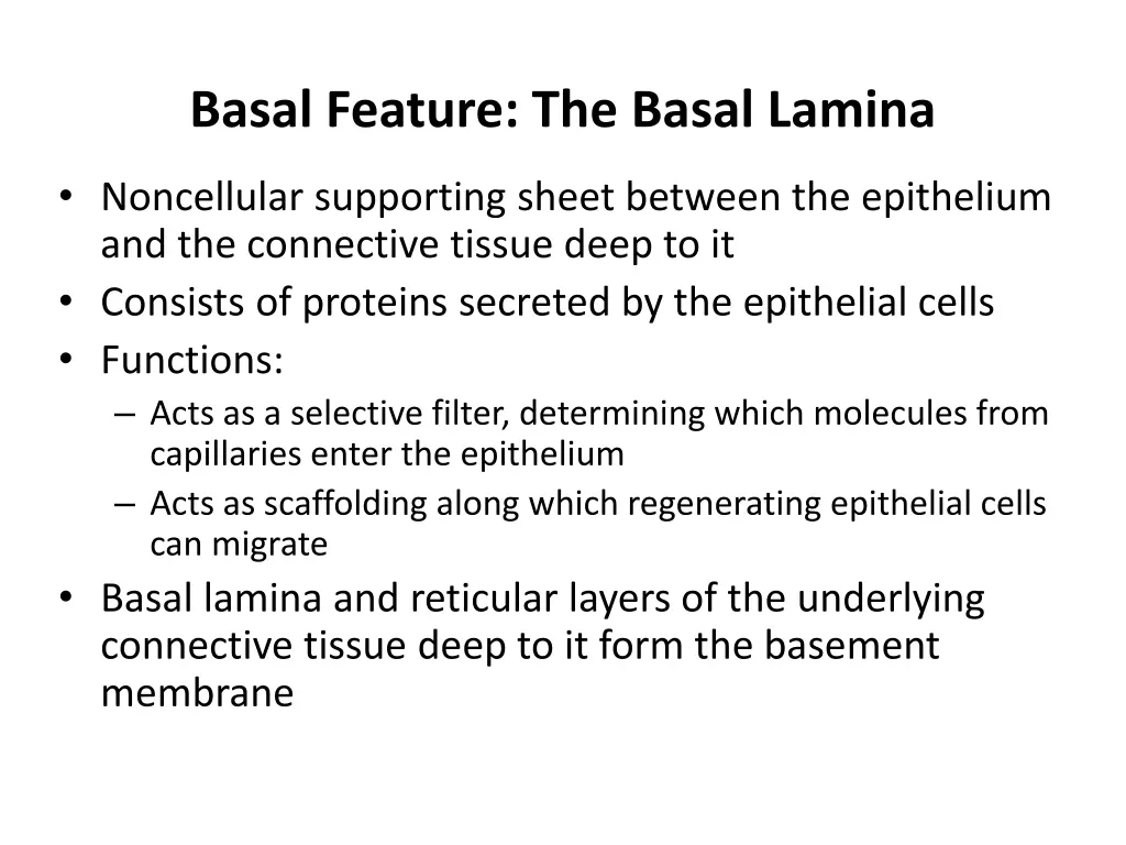 basal feature the basal lamina