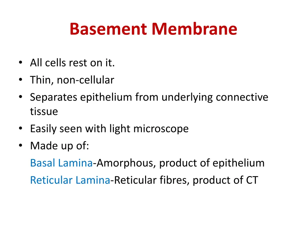 basement membrane