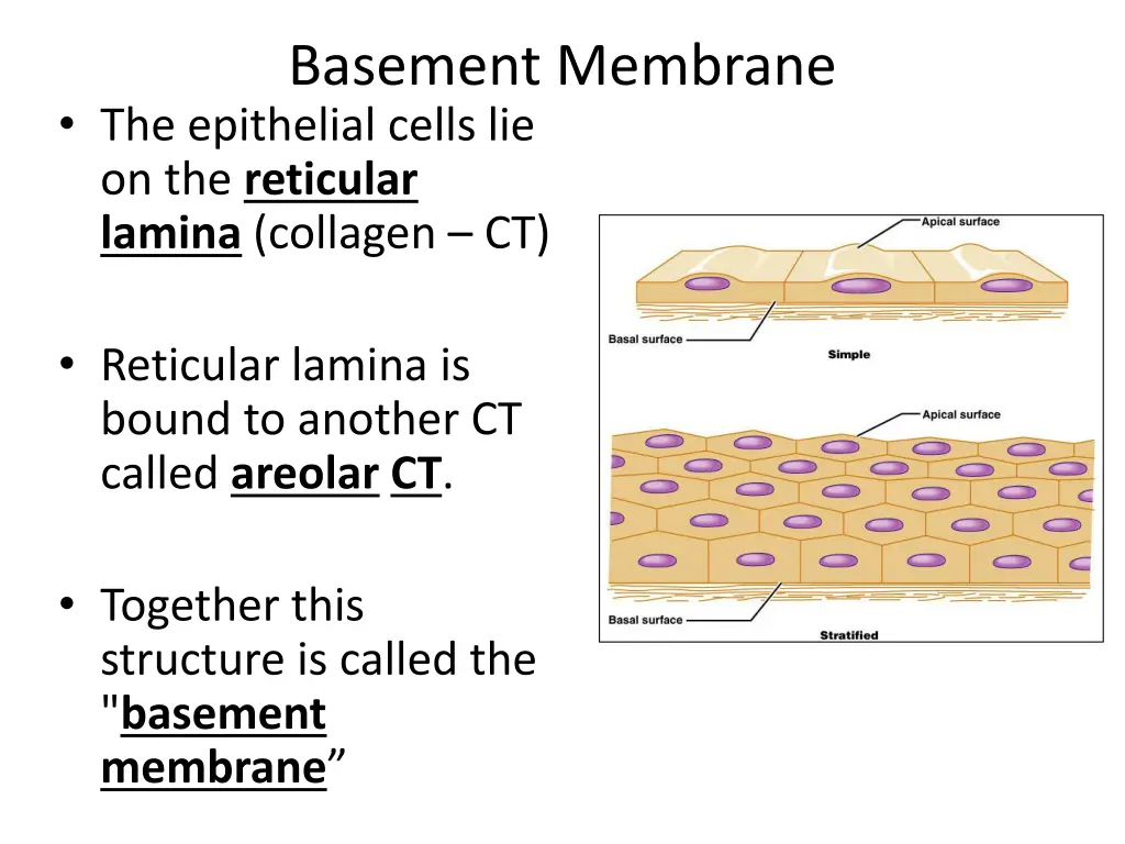 basement membrane the epithelial cells 1