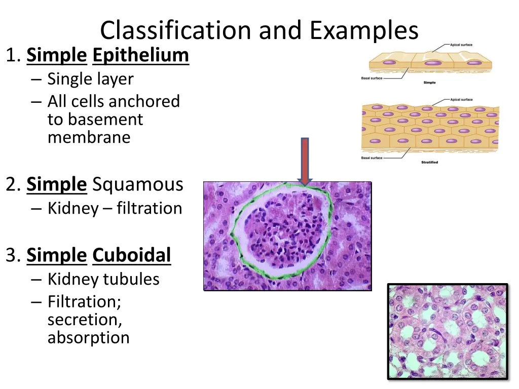 classification and examples 1 simple epithelium