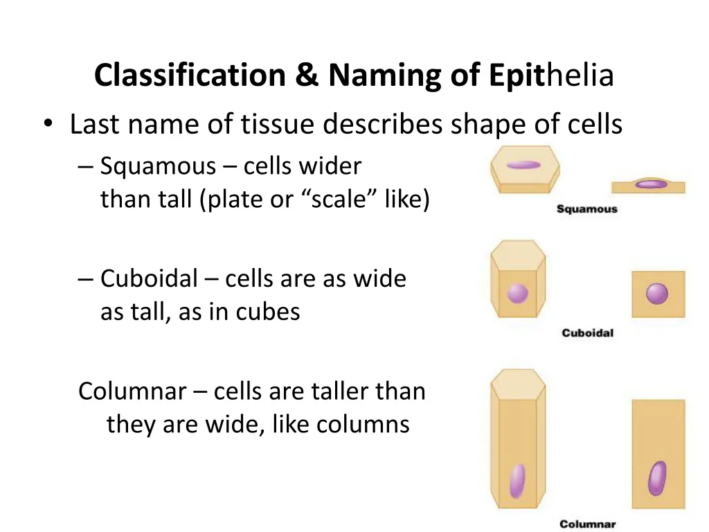 classification naming of epit helia last name