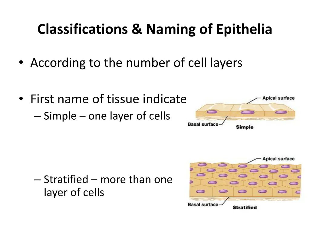 classifications naming of epithelia