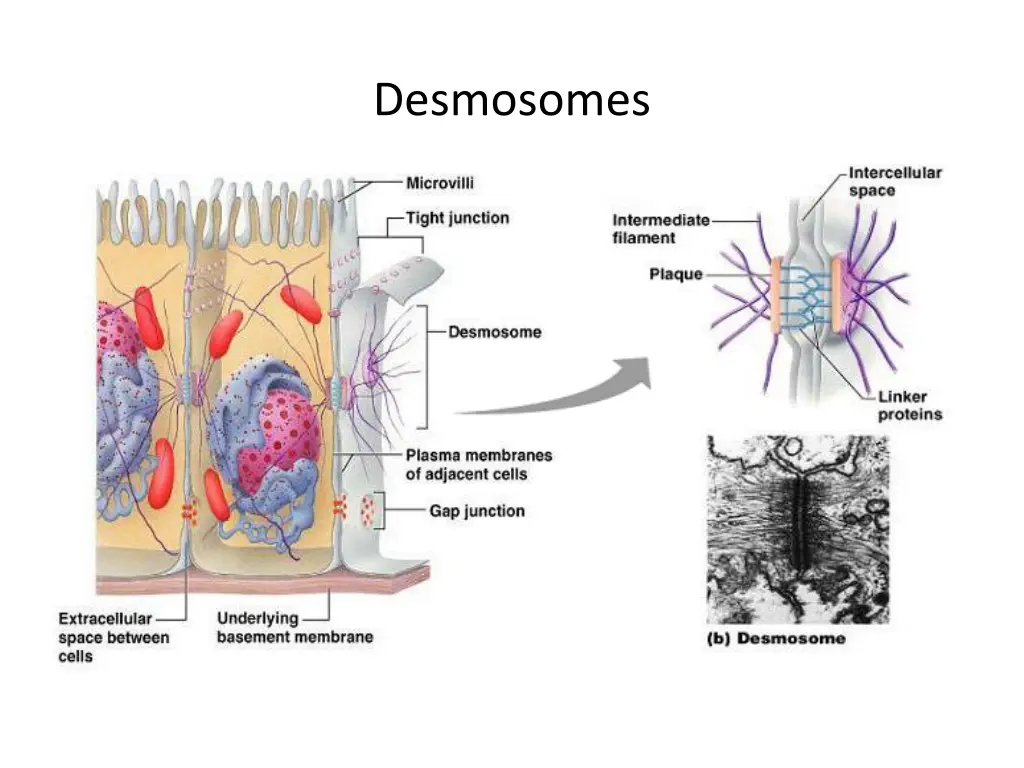 desmosomes 1