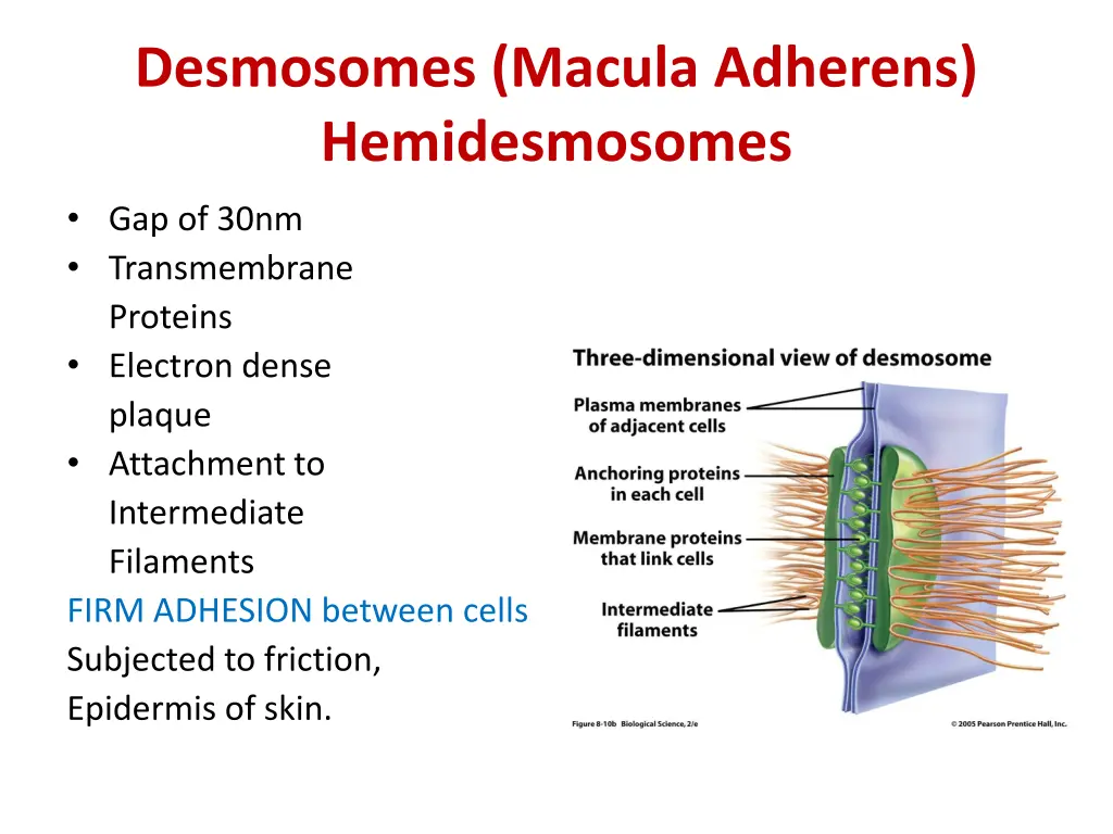 desmosomes macula adherens hemidesmosomes