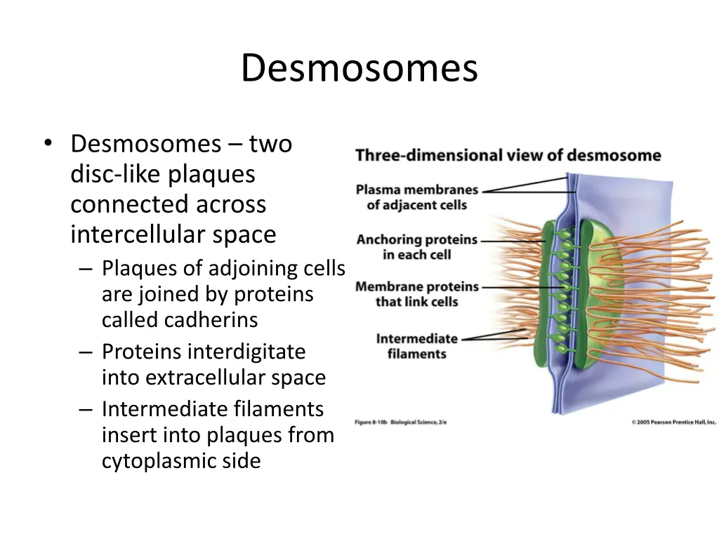 desmosomes