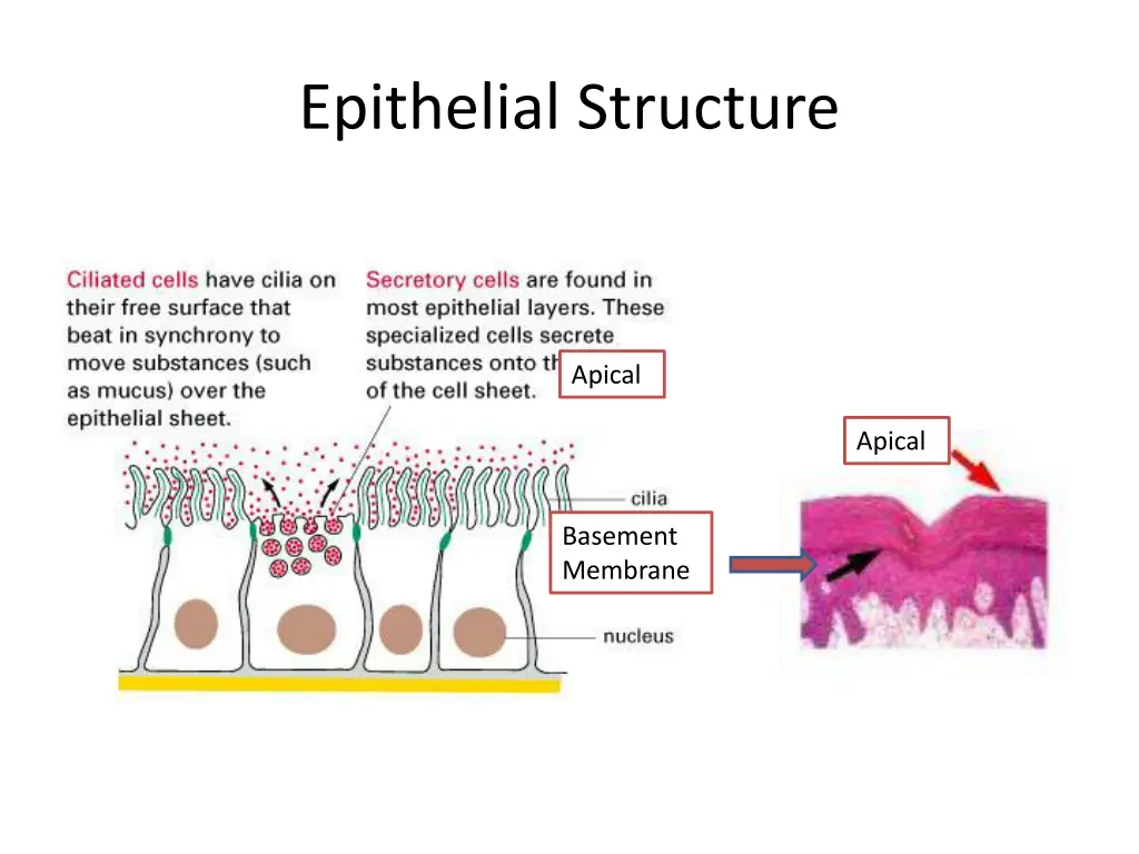 epithelial structure